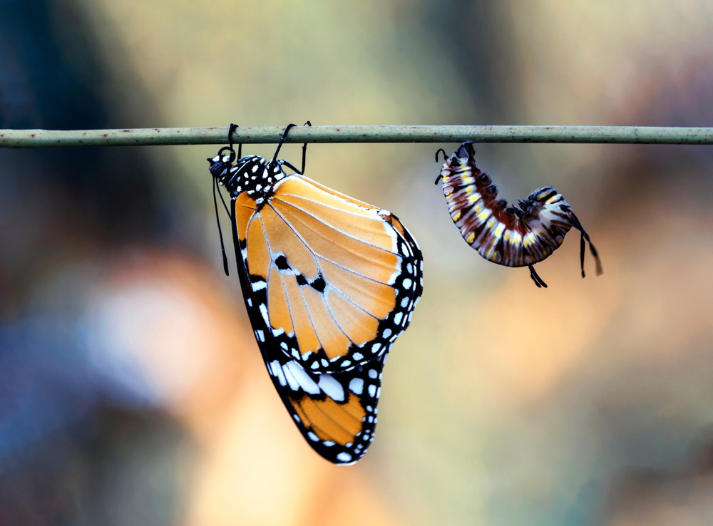 caterpillar emerging into a butterfly