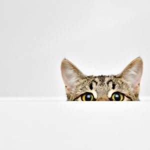 Cat curiously peeking out from behind the white background